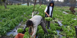 Erick Serralde and his son work their land in Xochimilco.