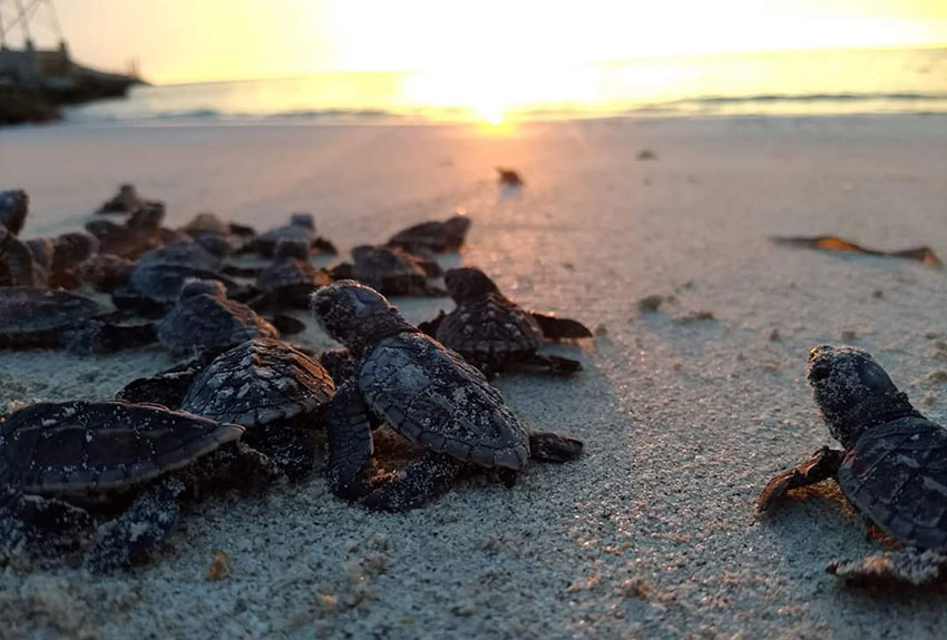 Baby turtles on their way to the sea.