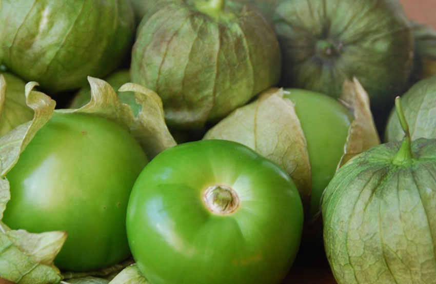 Fresh tomatillos, the foundation of salsa verde.