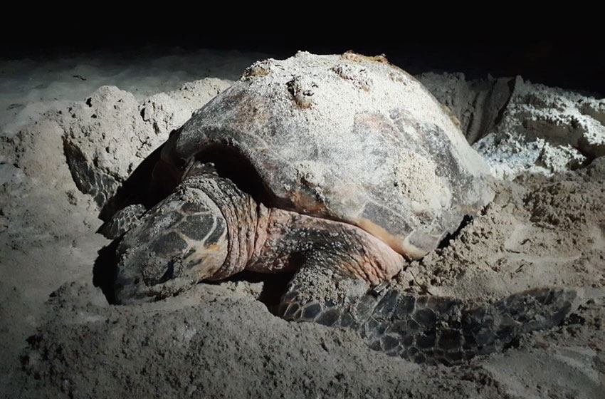 An adult turtle on the beach in Campeche.