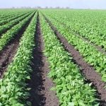 Imports will make up for a bean shortage.