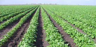 Imports will make up for a bean shortage.