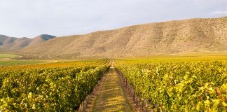 Don Leo's vineyards in Parras, Coahuila.