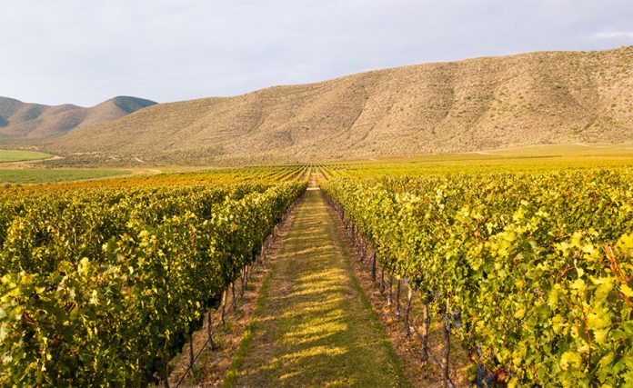 Don Leo's vineyards in Parras, Coahuila.