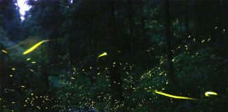 Fireflies at the sanctuary in Tlaxcala.