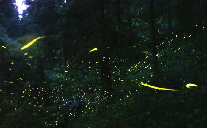 Fireflies at the sanctuary in Tlaxcala.