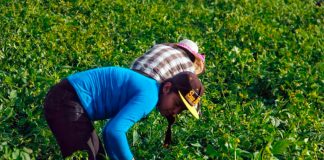 Child labor could trigger issues under the new trade agreement.