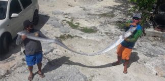 Cozumel fishermen with their oarfish.