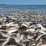 Dead sardines in Baja California Sur.