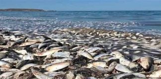 Dead sardines in Baja California Sur.