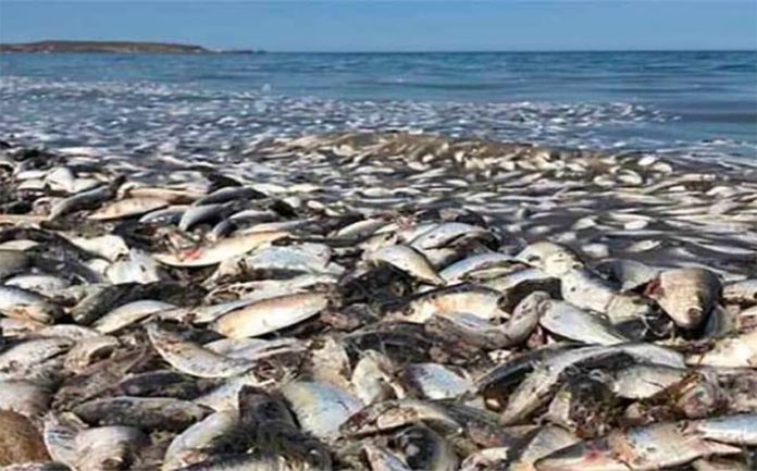 Dead sardines in Baja California Sur.