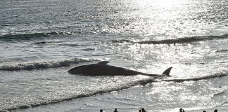The beached whale at Rosarito on Friday.