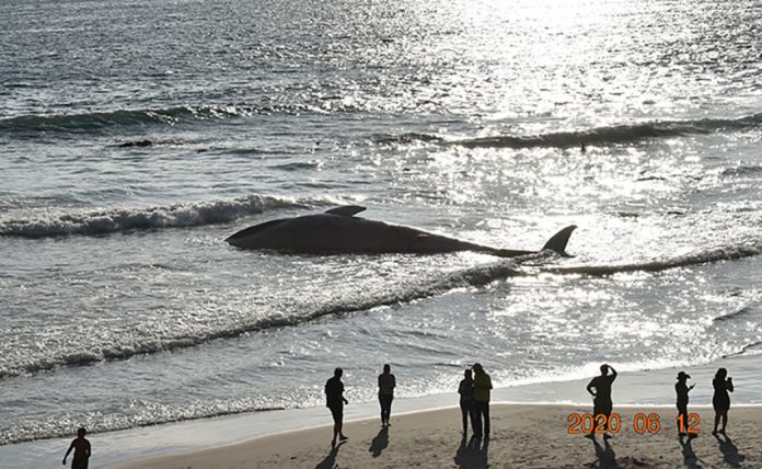 The beached whale at Rosarito on Friday.