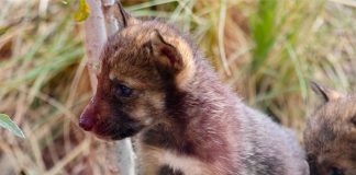 Two of the wolf pups born at the museum in Saltillo.