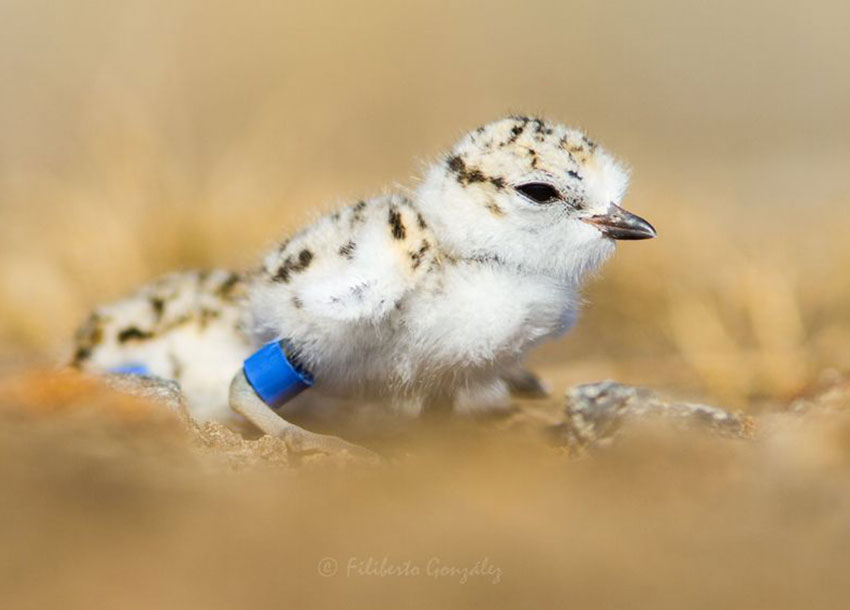 Banded chorlito chick.