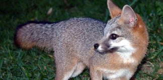 Life in rural Mexico: a baby fox goes exploring.