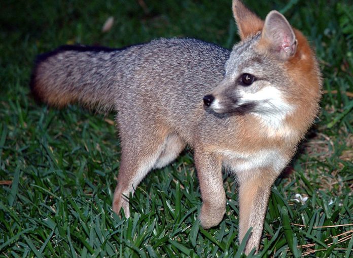 Life in rural Mexico: a baby fox goes exploring.