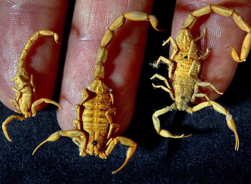 Scorpions which were accidentally stepped on at night.