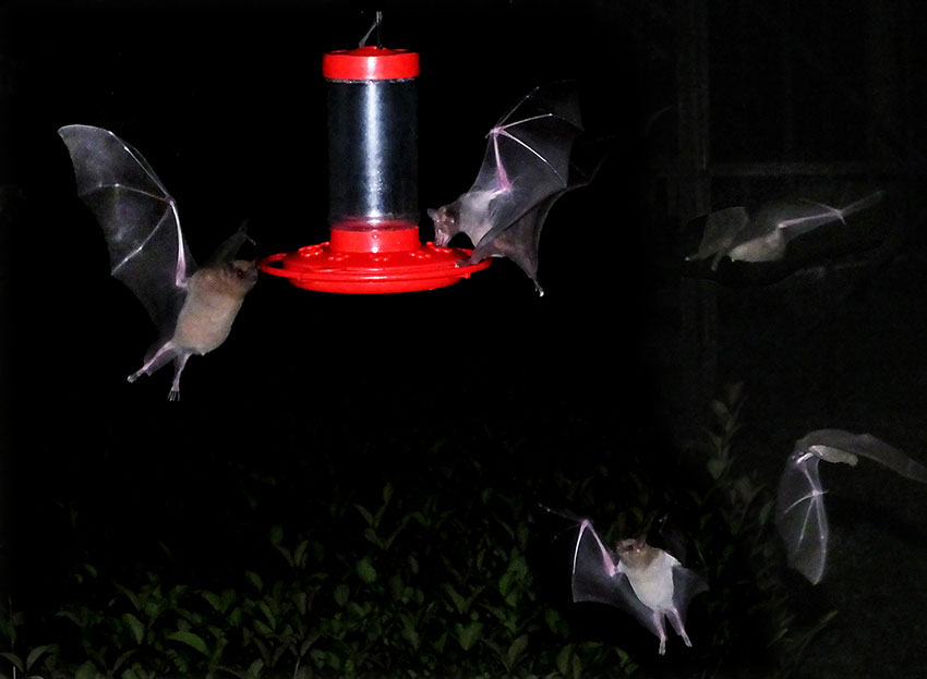 Tequila bats visiting a hummingbird feeder.
