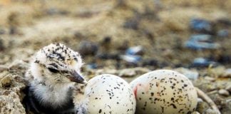 A plover chick just hours after hatching.