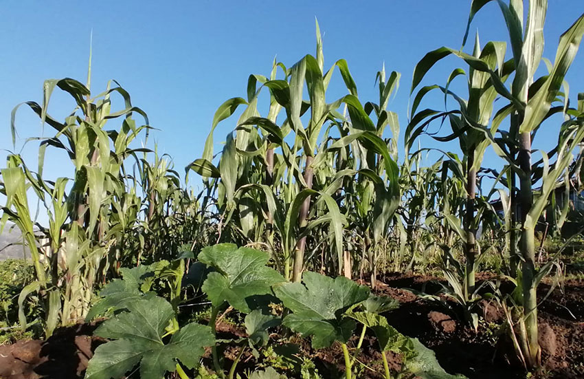 Corn cultivated by the Mazahua indigenous people in México state.