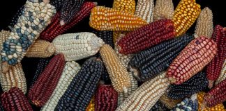 Native corn varieties in Tlalpan, Mexico City.