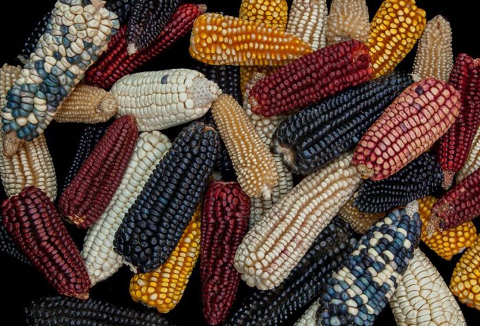 Native corn varieties in Tlalpan, Mexico City.