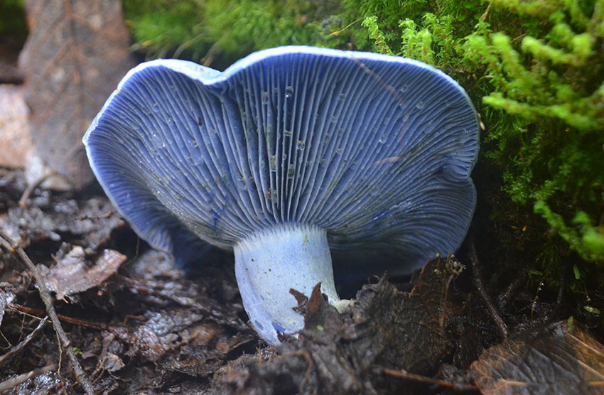 An indigo milk cap mushroom in Valle de Bravo, México state.