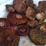Roasted weeping milk cap mushrooms in the Mixteca region of Oaxaca.