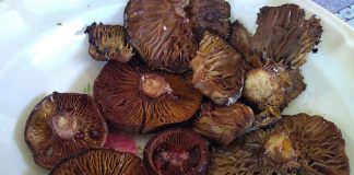 Roasted weeping milk cap mushrooms in the Mixteca region of Oaxaca.