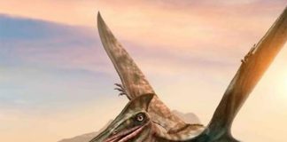 The fossil of a flying reptile found in Coahuila is believed to be 93 million years old.