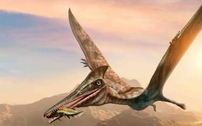 The fossil of a flying reptile found in Coahuila is believed to be 93 million years old.