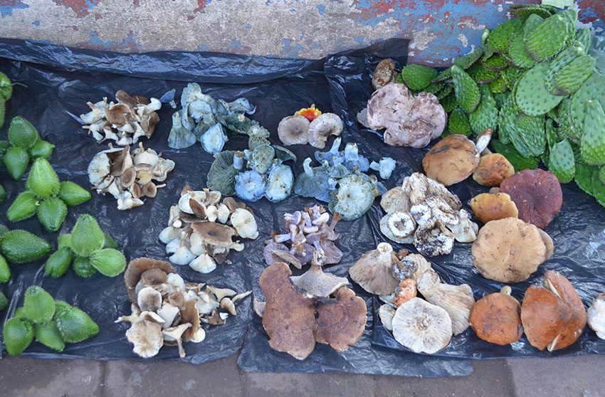 Mushrooms for sale at a traditional market in Acaxochitlan, Hidalgo.