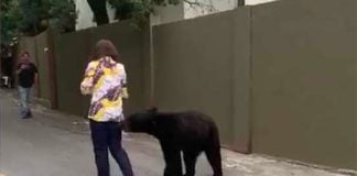 The bear that was captured in a video on Monday continues to show interest in humans.