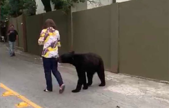 The bear that was captured in a video on Monday continues to show interest in humans.