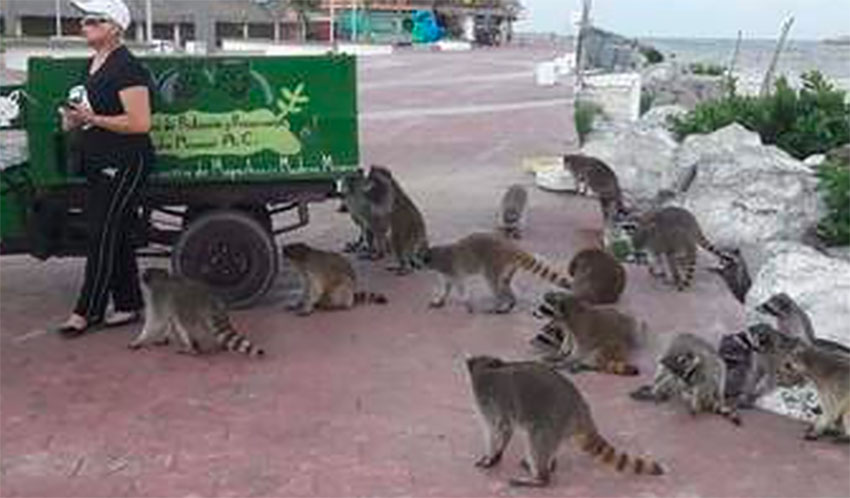 Some 200 raccoons are fed by local volunteers.