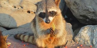 A Miramar Beach raccoon fills up on donated food.