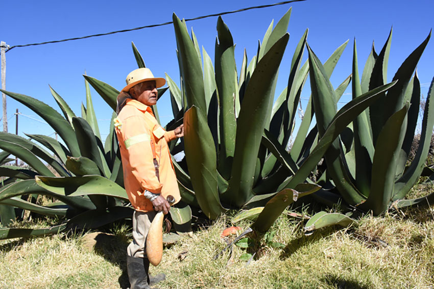 Pulque maker Don Pedro.