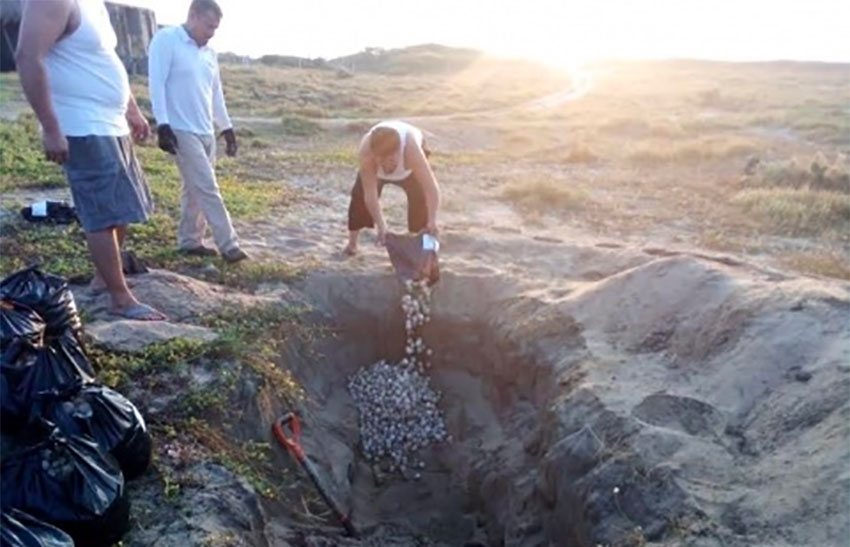 Turtle eggs are reburied on a Oaxaca beach.