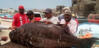 The 160-kilo grouper caught off Punta Lobo.