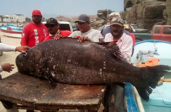 The 160-kilo grouper caught off Punta Lobo.