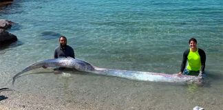 The oarfish found at Pichilingue, La Paz, last week.