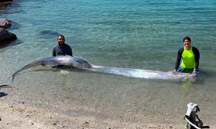 The oarfish found at Pichilingue, La Paz, last week.