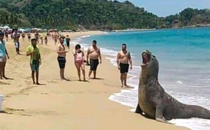 The elephant seal Pancho on the beach in San Francisco, Nayarit.
