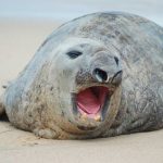 Meet Pancho, an elephant seal that has spent the last week on a Nayarit beach.