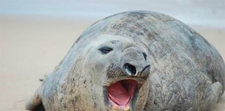Meet Pancho, an elephant seal that has spent the last week on a Nayarit beach.