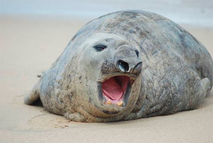 Meet Pancho, an elephant seal that has spent the last week on a Nayarit beach.