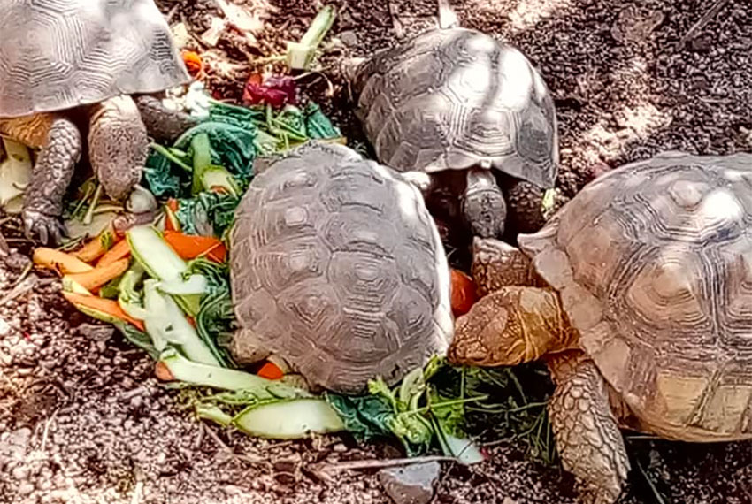 Turtles enjoy donated food at the Serpentario de La Paz.