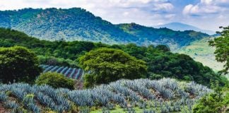 Blue agaves cover a Guachimontón.
