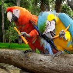 Macaws of two different species have become friends ... and mates.